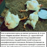 Zašto pileće noge ne uspijevaju: kako liječiti i šta učiniti